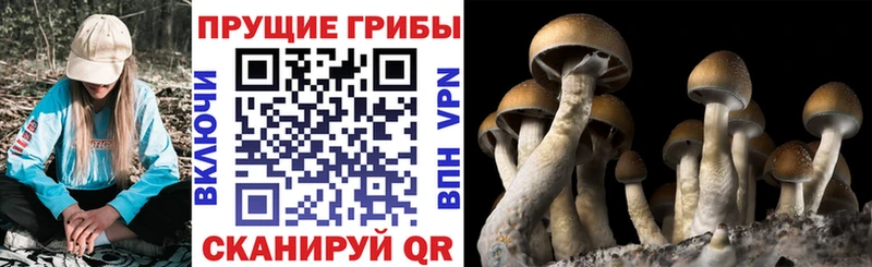 Псилоцибиновые грибы Magic Shrooms  ссылка на мегу зеркало  Шилка 